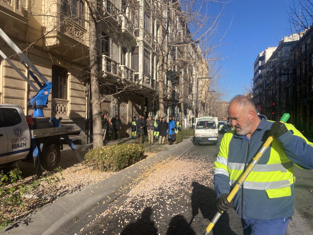 Actuación en los Gingko Biloba de Gran Vía - 