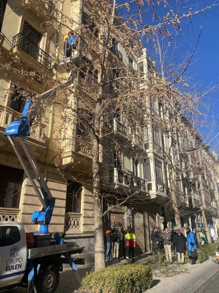 Actuación en los Gingko Biloba de Gran Vía - 